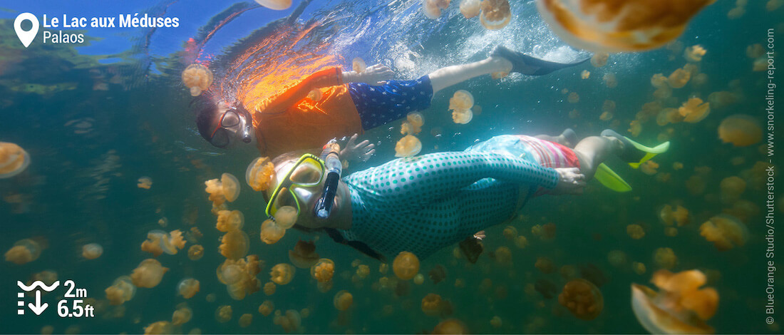 Snorkeling avec des méduses dorées dans le Lac aux Méduses, Palaos