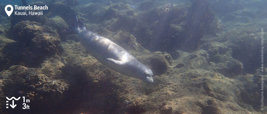 Snorkeling avec un phoque moine d'Hawaii à Tunnels Beach