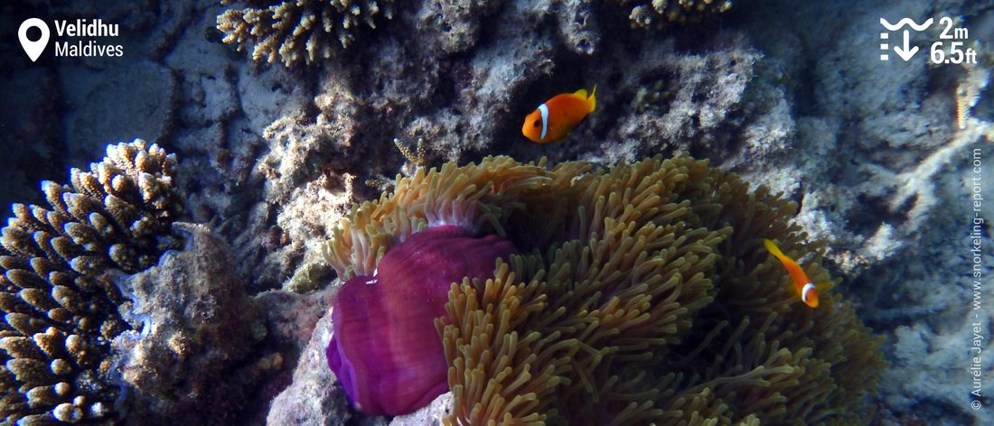 Poissons-clowns des Maldives à Velidhu