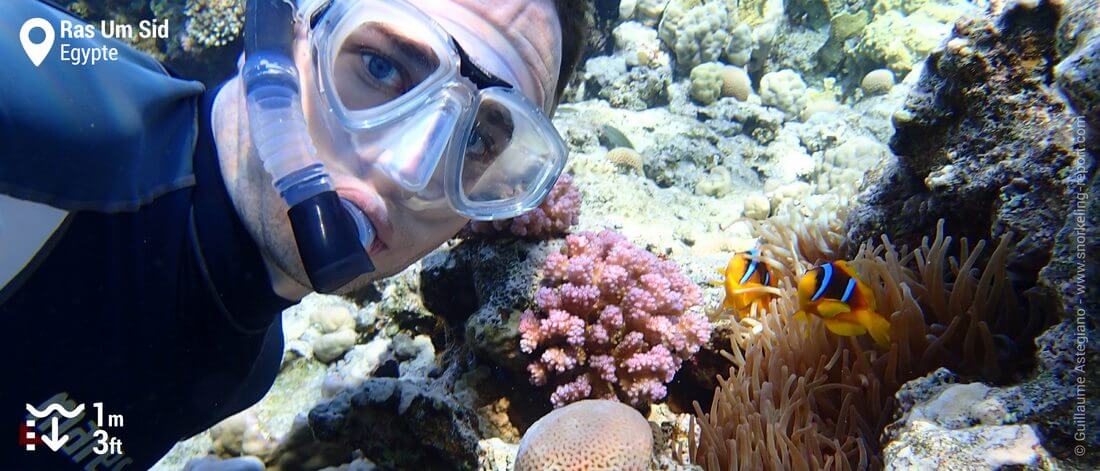Snorkeling avec les poissons-clowns de Ras Um Sid, Sharm El-Sheikh, Mer Rouge