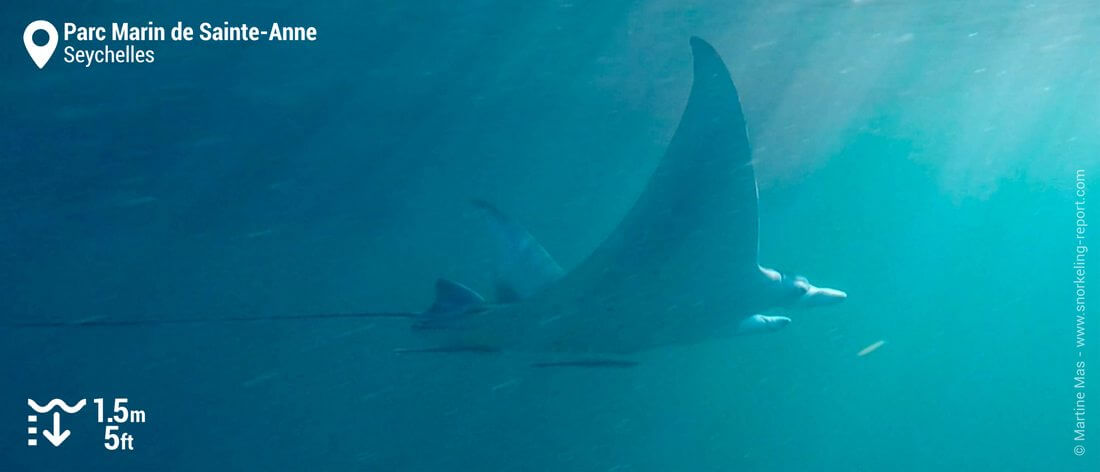 Snorkeling avec les raies manta du Parc Marin de Sainte-Anne, Seychelles