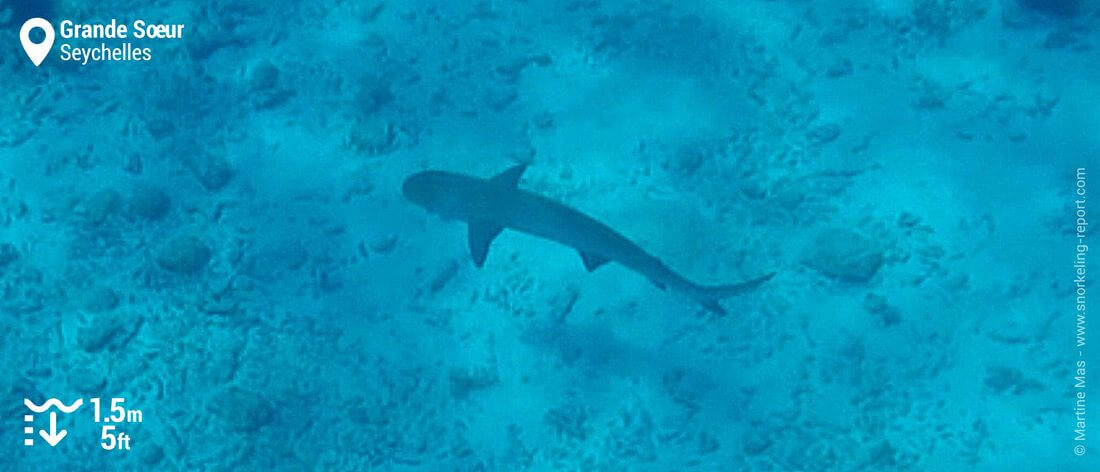 Snorkeling avec des requins à Grande Soeur, Seychelles