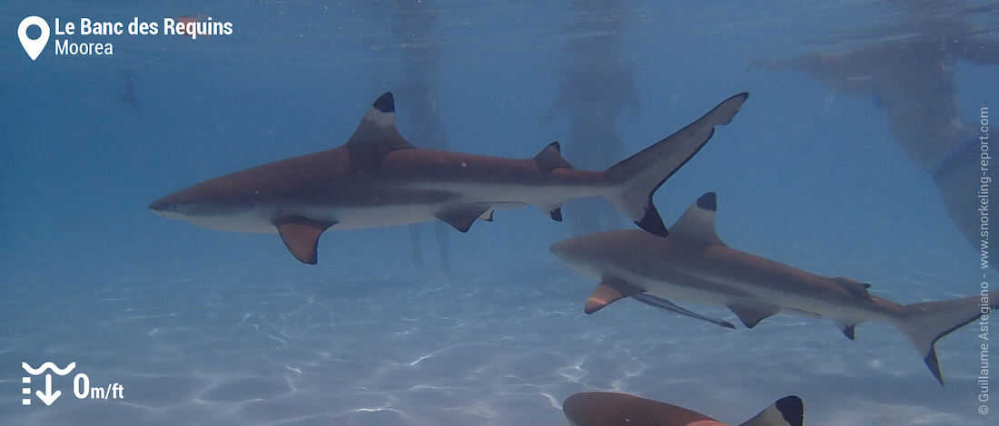 Snorkeling avec des requins au Banc des Requins de Moorea