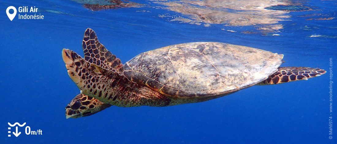 Snorkeling avec tortue imbriquée à Gili Air, Indonésie