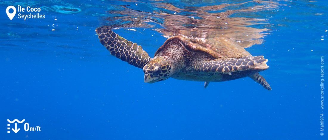 Snorkeling avec les tortues imbriquées de l'île Coco, Seychelles