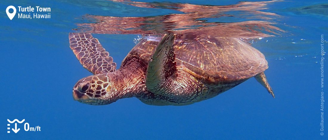 Snorkeling avec des tortues vertes d'Hawaii à Turtle Town, Maui