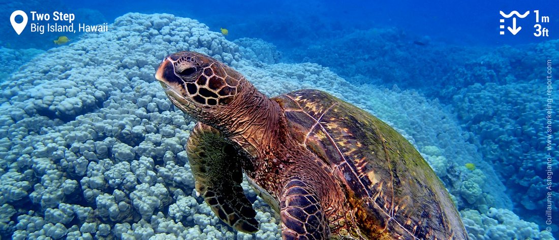 Snorkeling avec une tortue verte d'Hawaii à Two Step