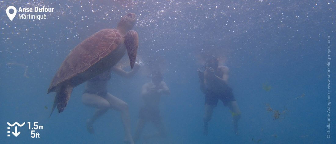 Snorkeling avec les tortues vertes de l'Anse Dufour, Martinique