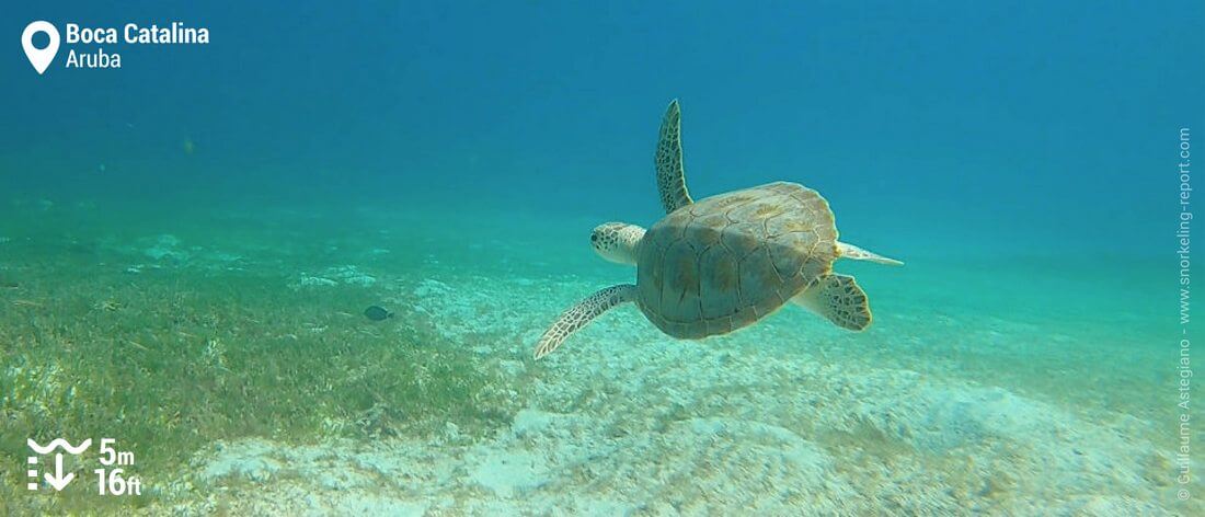 Snorkeling avec les tortues vertes à Boca Catalina, Aruba