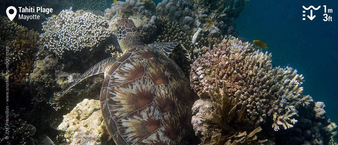 Snorkeling avec des tortues vertes à Tahiti Plage, Mayotte