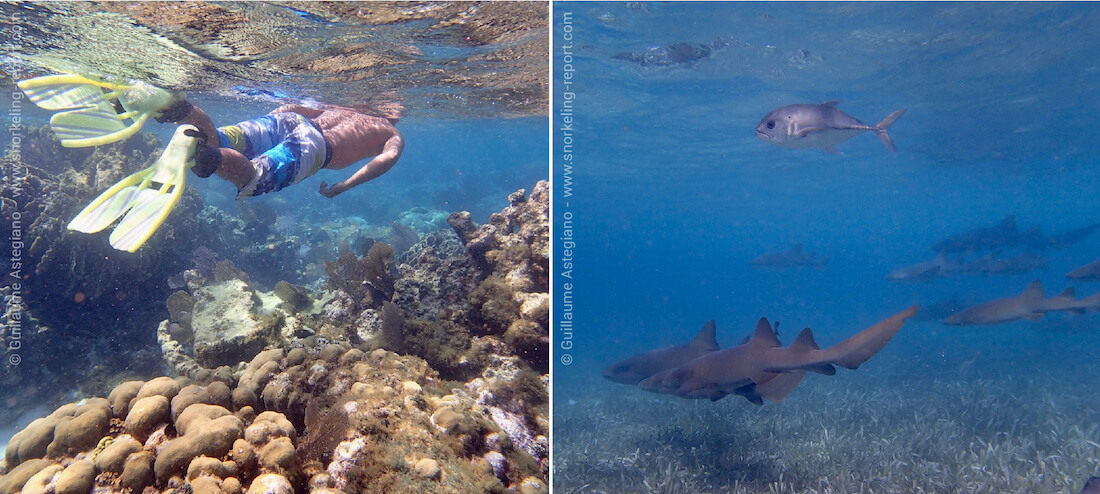 Snorkeling in Ambergris Caye - San Pedro, Belize