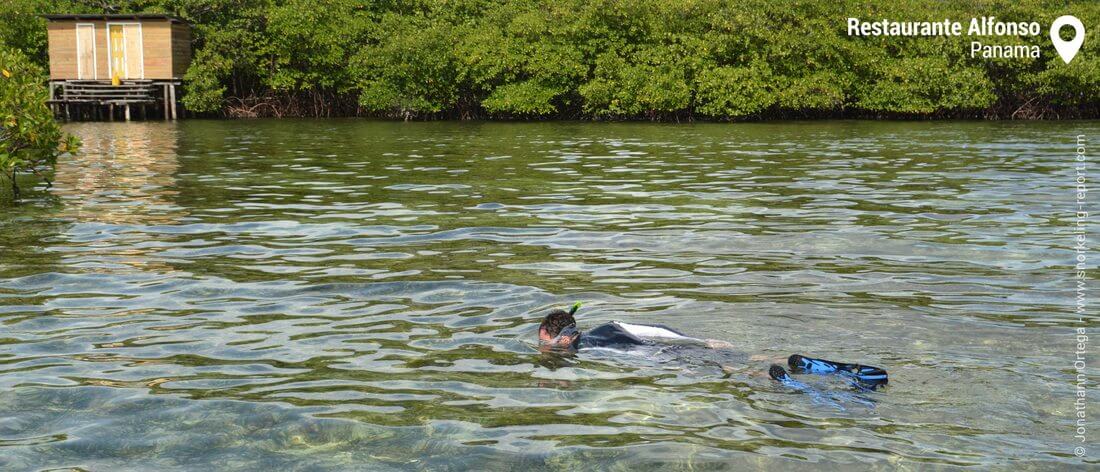 Mangrove snorkeling in Bocas del Toro