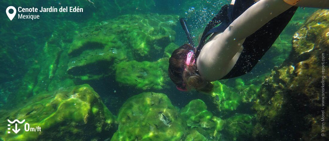 Snorkeling au cenote Jardin del Eden, Mexique