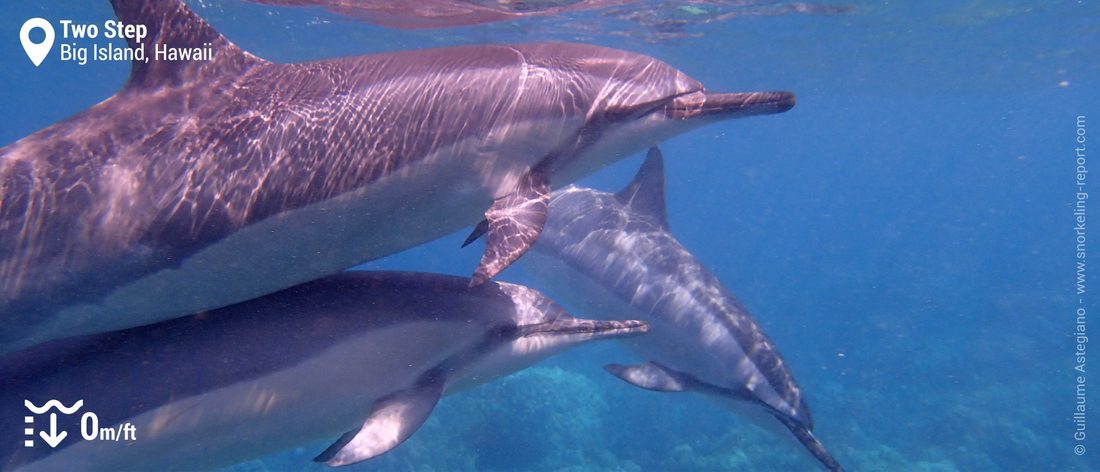Snorkeling avec des dauphins à long bec à Two Step
