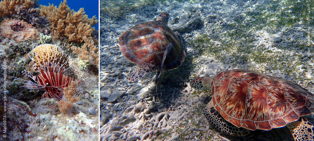 Snorkeling aux îles Gili, Indonésie