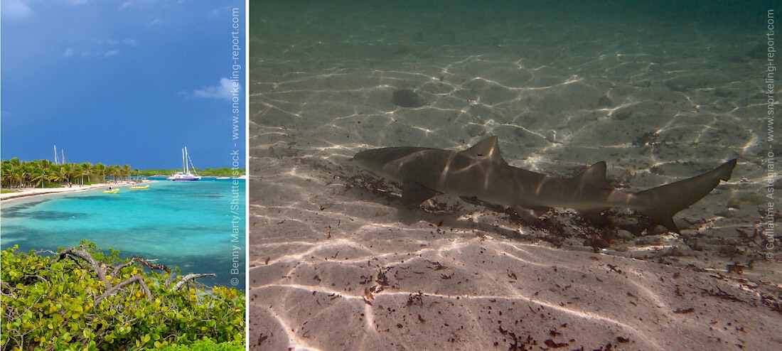 Snorkeling with lemon sharks at Petite Terre islets, Guadeloupe