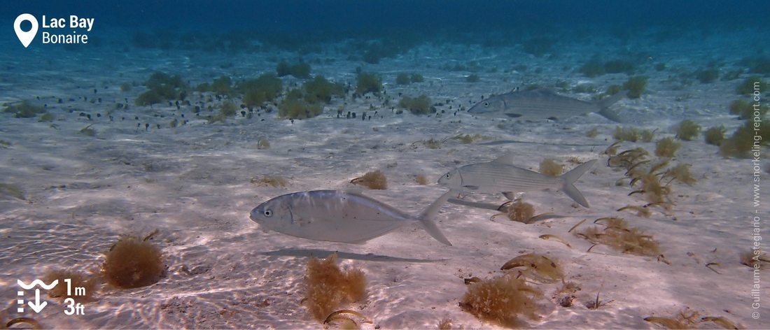 Snorkeling dans le lagon de Lac Bay, Bonaire