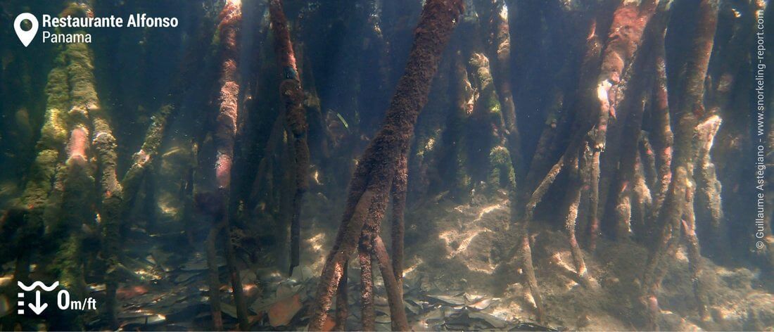 Mangrove snorkeling in Bocas del Toro