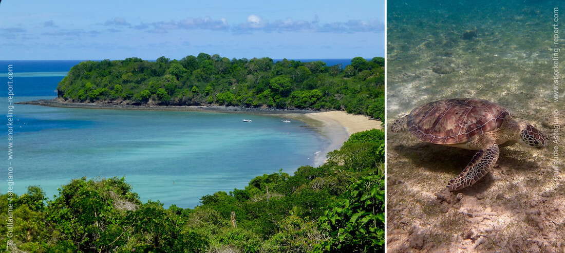 Snorkeling with green sea turtles at N'Gouja Beach, Mayotte