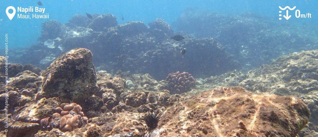 Snorkeling Napili Bay