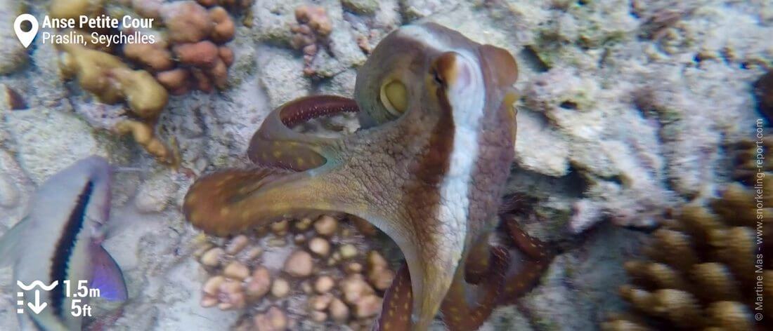 Octopus at Anse Petite Cour, Praslin