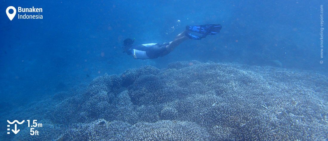 Snorkeling Bunaken Island reef drop-off, Indonesia