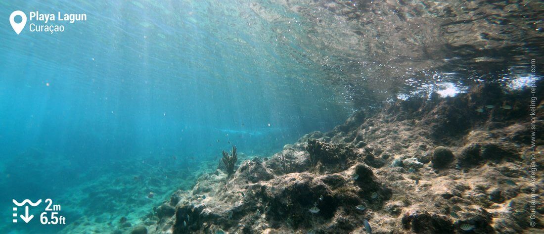 Snorkeling at Playa Lagun, Curacao