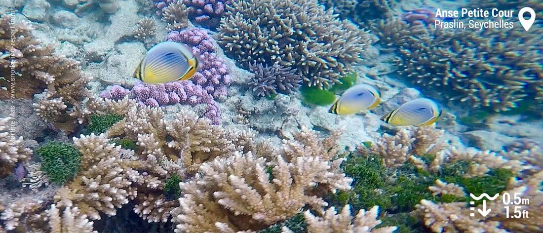 Poissons-papillons côtelés à l'Anse Petite Cour, Praslin