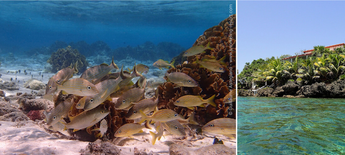 Snorkeling in Roatan, Honduras