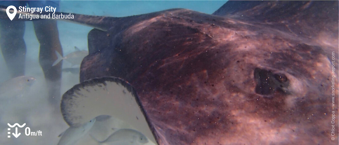 Snorkeling with stingray at Stingray City, Antigua