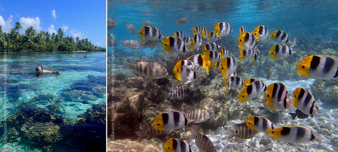 Snorkeling au Jardin de Corail de Tahaa