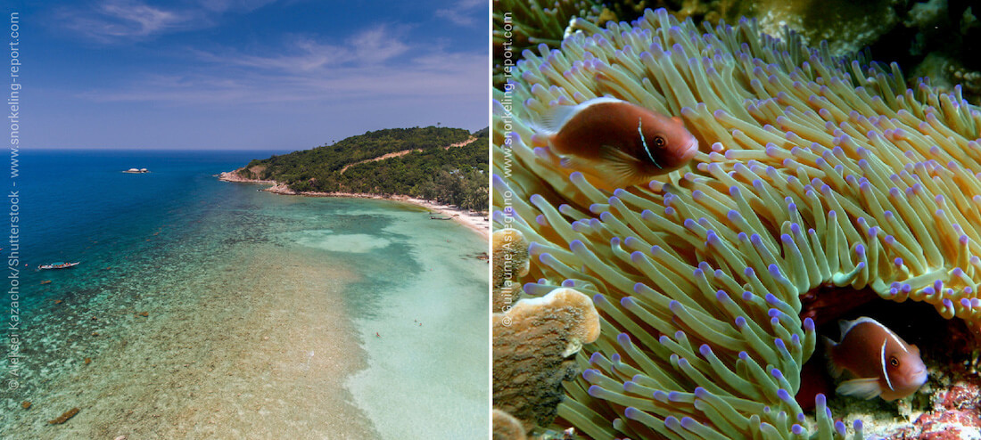 Coral reef and clownfish - Snorkeling in Thailand