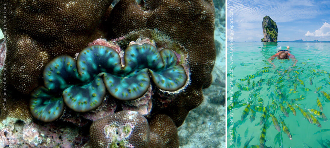 Snorkeling in Thailand