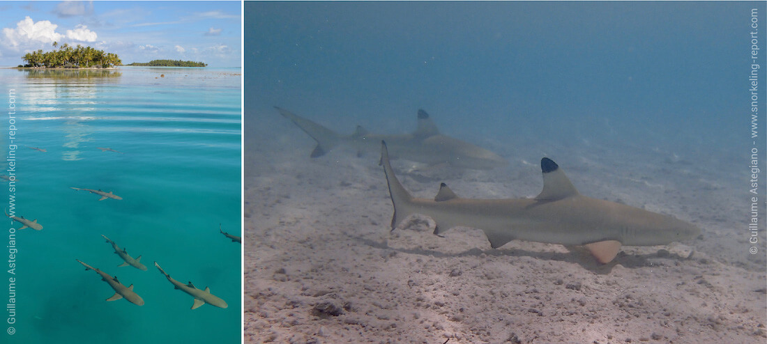 Snorkeling with sharks at the Blue Lagoon, Rangiroa