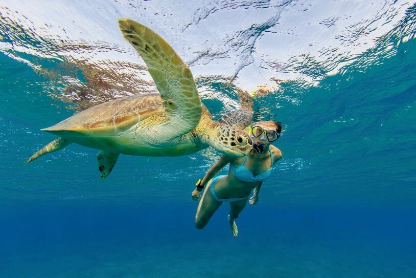 snorkeling-turtle