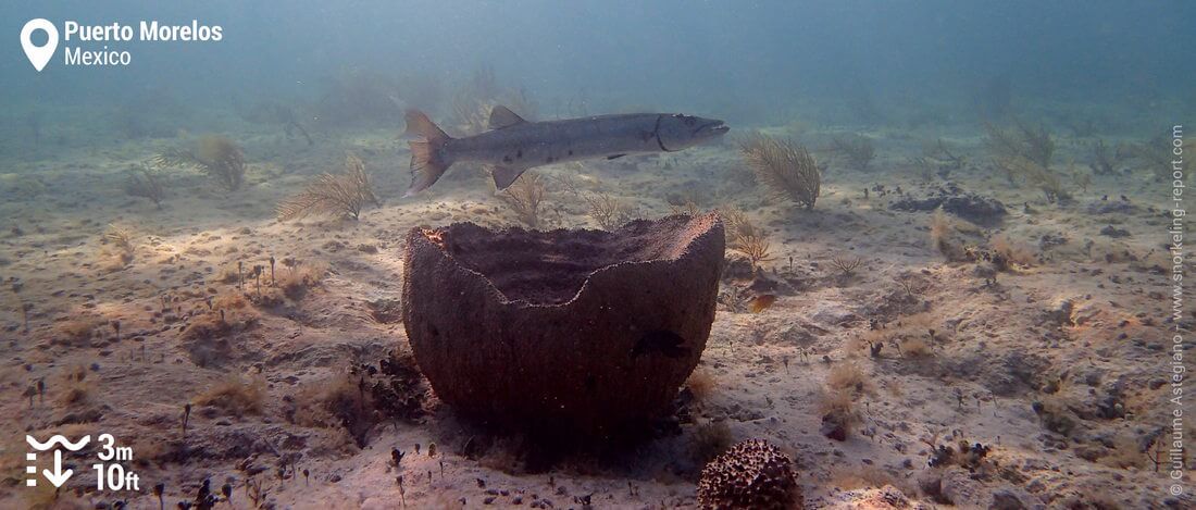 Snorkeling with baracuda at Puerto Morelos, Mexico