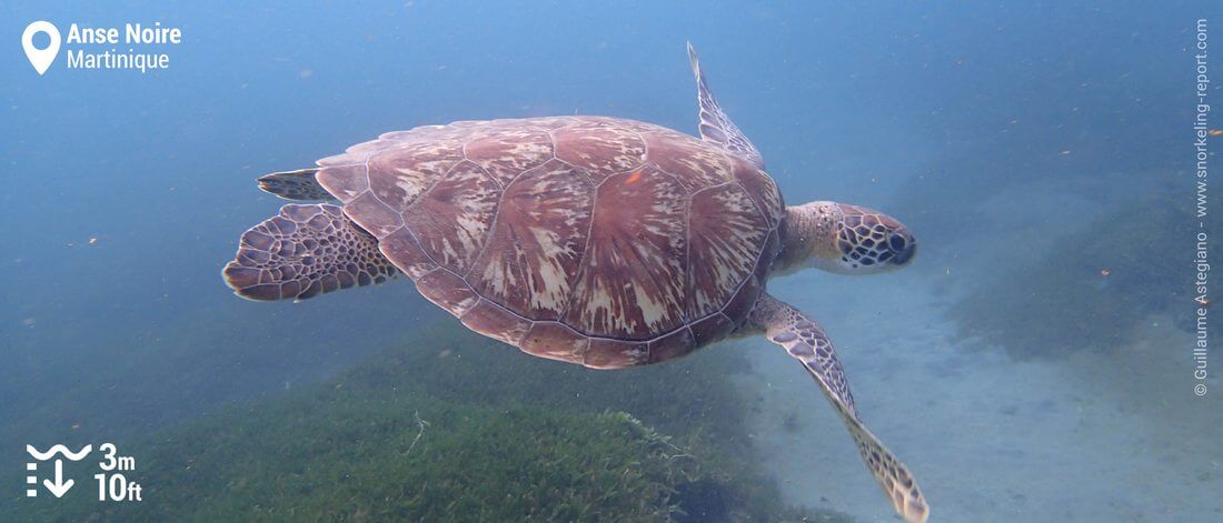 Snorkeling with green sea turtles at Anse Noire, Martinique