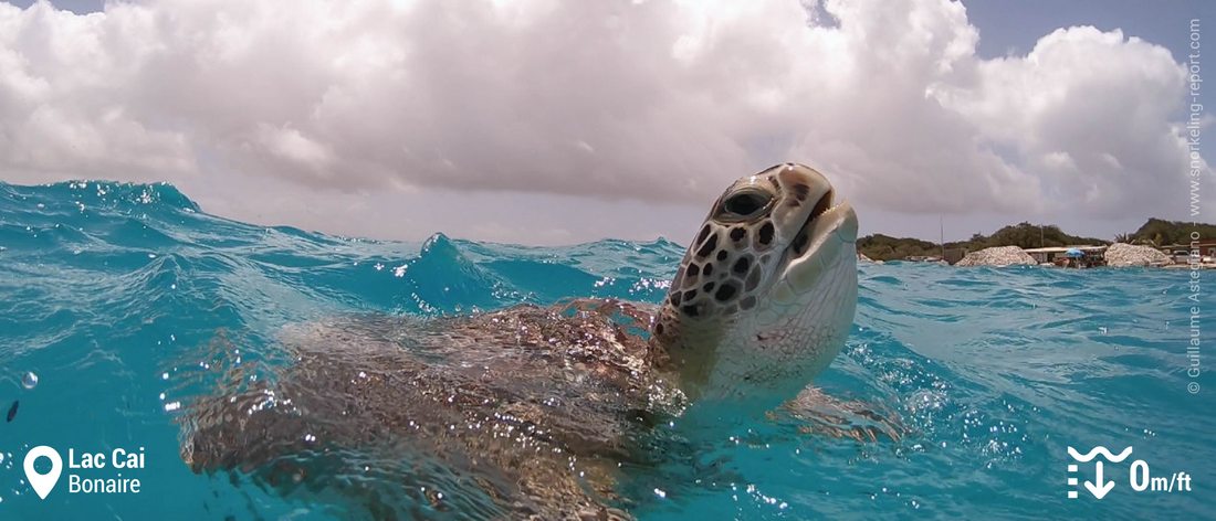 Snorkeling with green sea turtle at Lac Cai, Bonaire