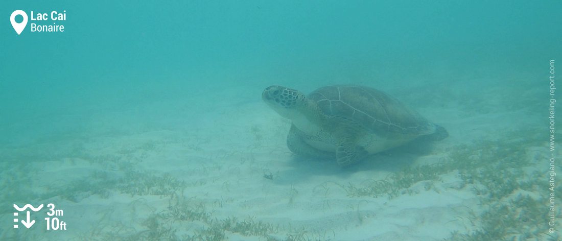 Snorkeling with green sea turtle at Lac Cai, Bonaire