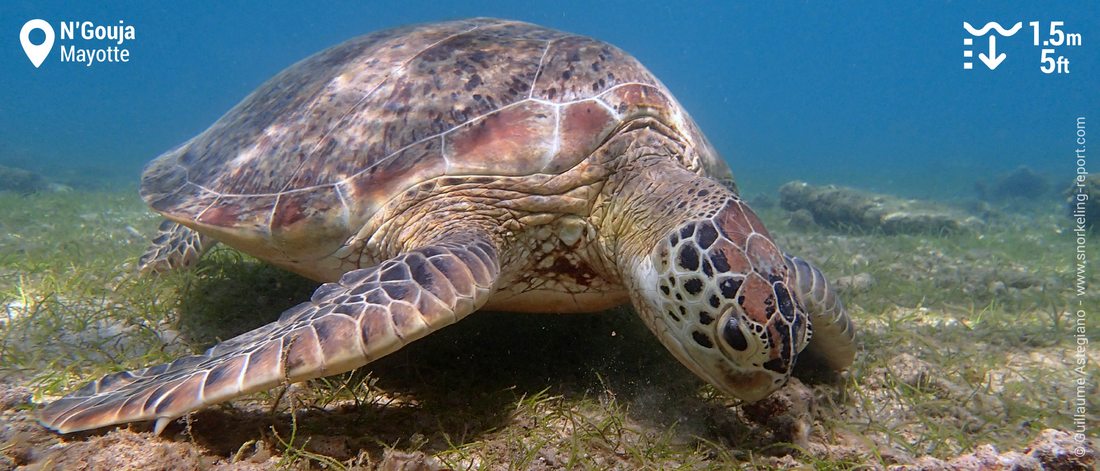 Snorkeling with green sea turtles at N'Gouja Bay, Mayotte