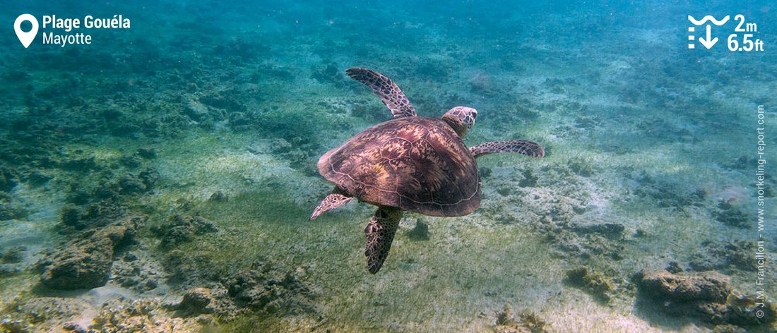 Snorkeling with green sea turtles at Plage Gouéla, Mayotte