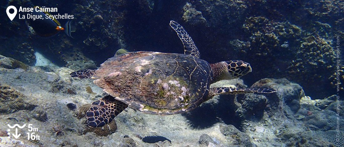 Snorkeling with hawksbill sea turtles at Anse Caiman, Seychelles