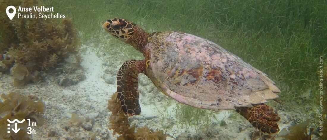 Snorkeling with hawksbill sea turtle at Anse Volbert, Praslin