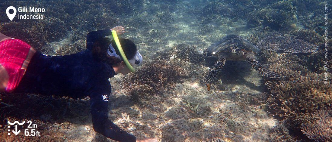 Snorkeling with hawksbill sea turtle at Gili Meno