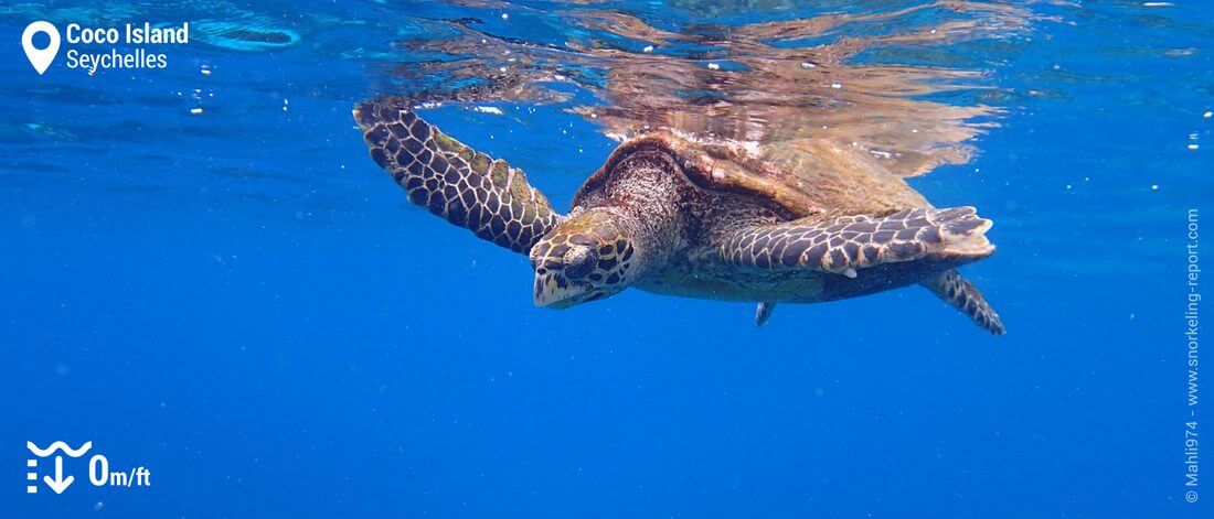 Snorkeling with hawksbill sea turtle at Coco Island, Seychelles