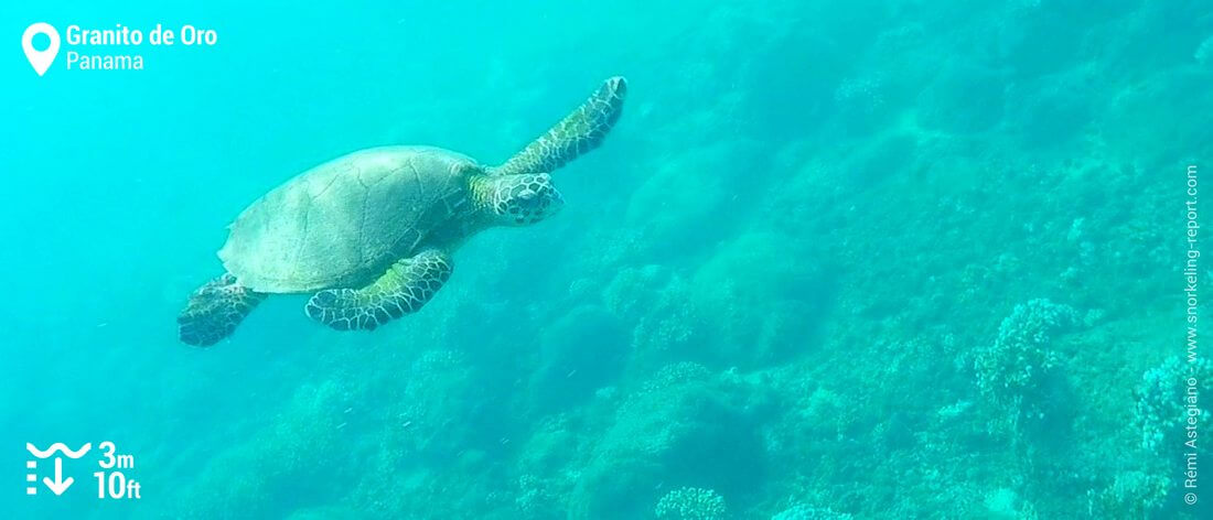 Snorkeling with hawksbill sea turtle at Granito de Oro, Coiba National Park