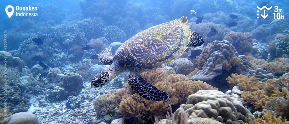 Snorkeling with hawksbill sea turtle in Bunaken, Indonesia