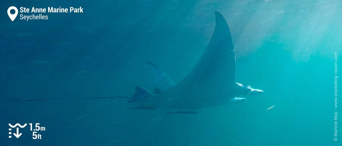 Snorkeling with manta rays at Ste Anne Marine Park, Seychelles