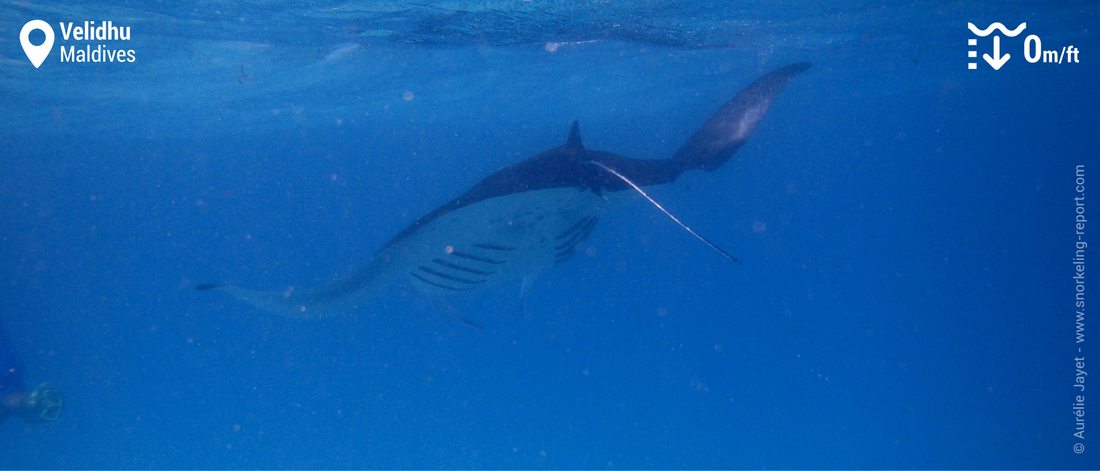 Snorkeling with manta rays in Velidhu