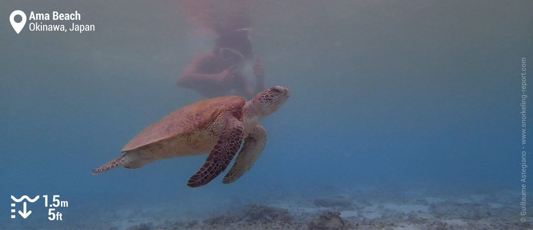 Snorkeling with sea turtle at Ama Beach, Zamami Island